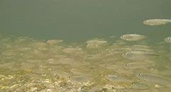 Alewives and Perch Schooling,