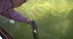 Importance of Catch & Release - Michigan Smallmouth Bass,