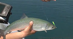 Cisco Fishing with Sport Fish Michigan,