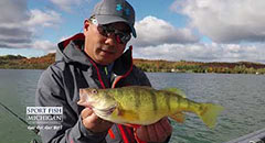 Perch Fishing Fun - The Best of Michigan Fishing,yellow perch, perch fishing, grand traverse bays, michigan fishing