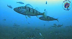 Michigan Perch Underwater Ice Fishing Video,