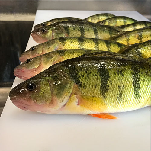 Michigan Perch
