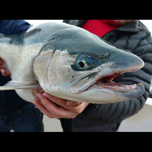 Michigan Steelhead