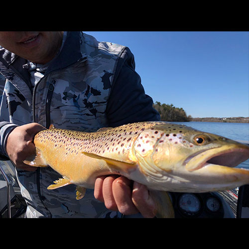 Brown Trout