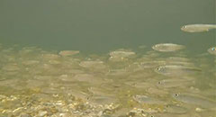 Alewives and Perch Schooling