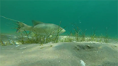 Bass Moving Bait - Underwater Video,