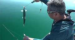 Cisco - Get Out, Get Bit! with Sport Fish Michigan