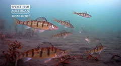 Perch Digging for Food,gopro