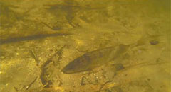 Walleye Resting in Platte River,